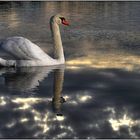 Cygne en balade