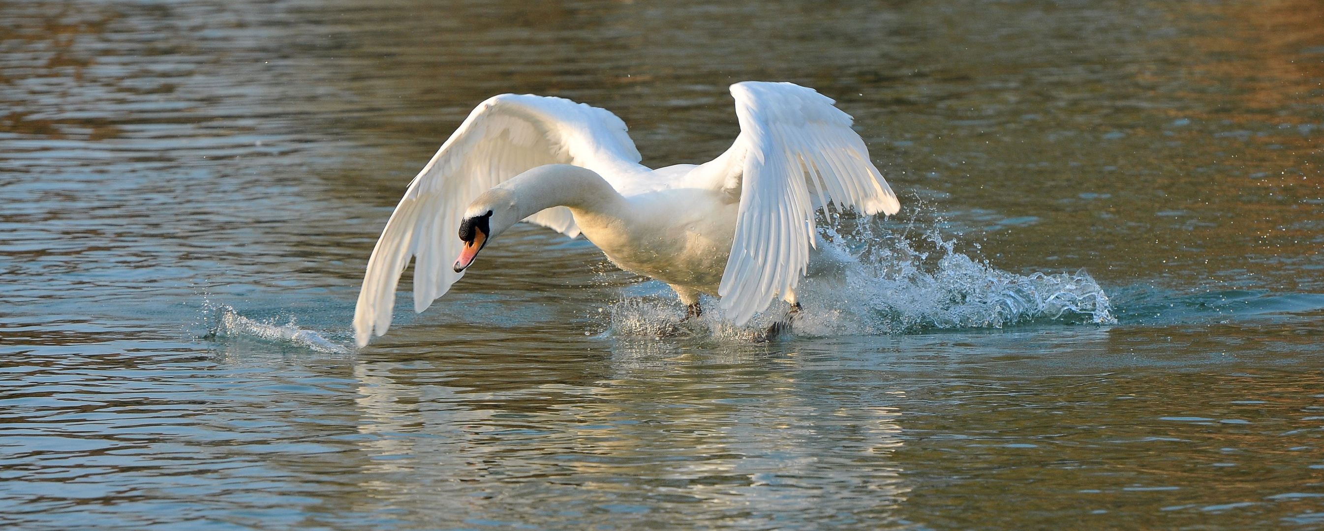 Cygne en colère au décolage.