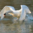 Cygne en colère au décolage.