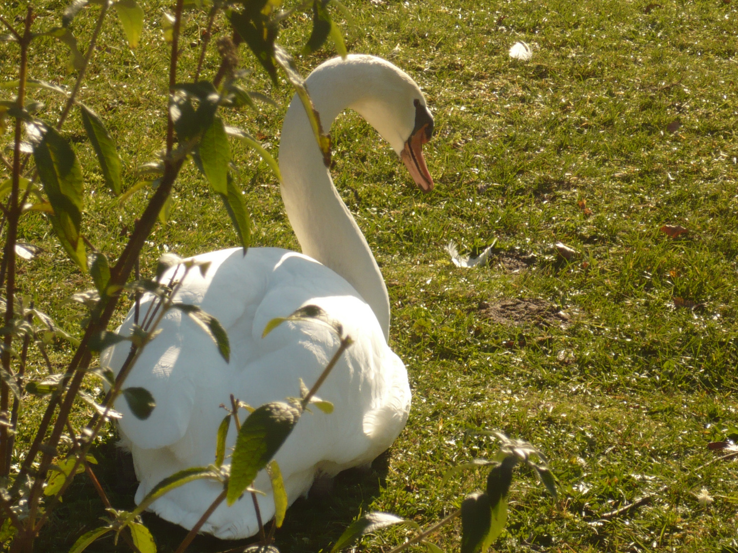 cygne en herbe