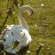 cygne en herbe