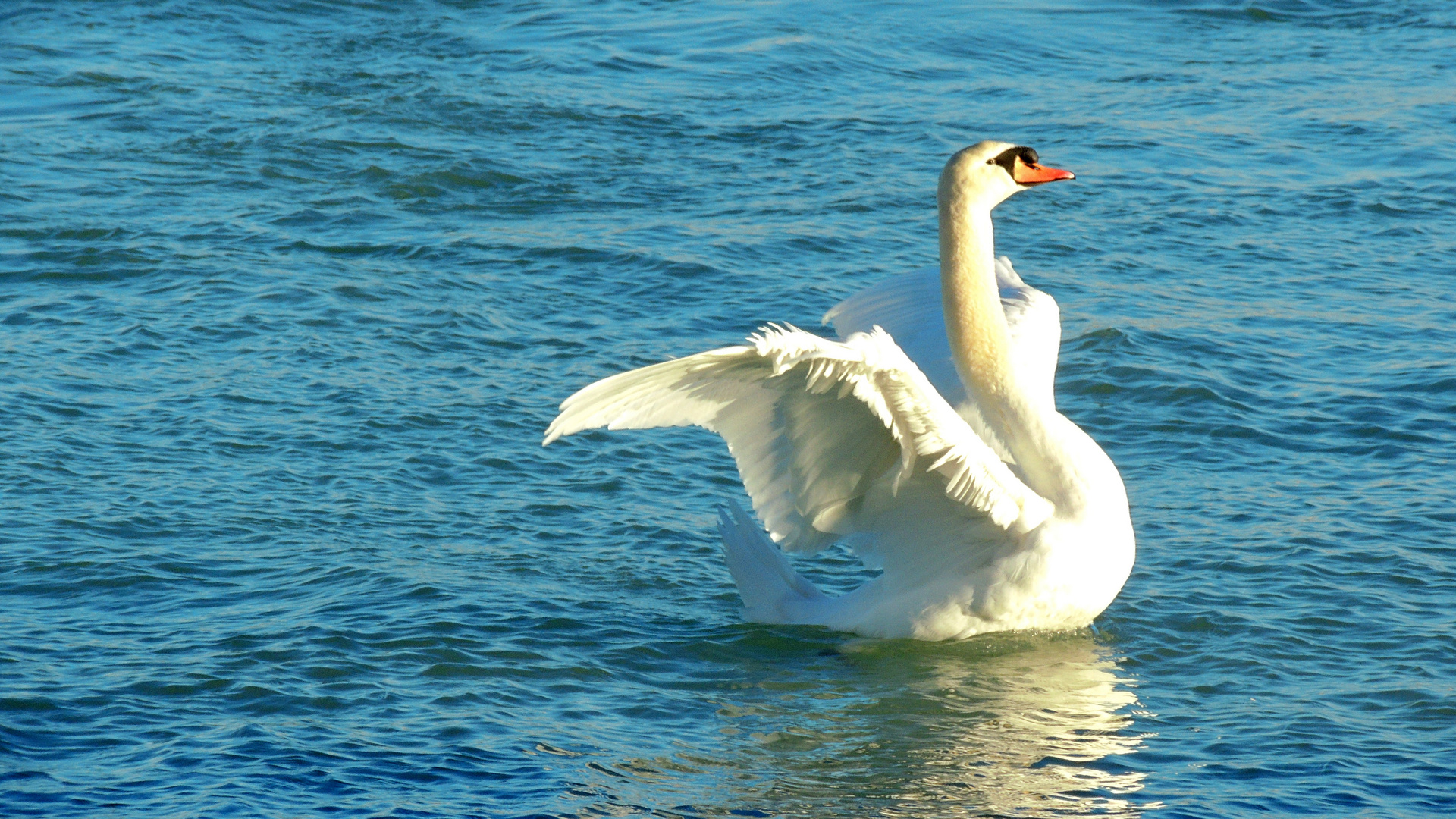 Cygne en méditerranée - Swan in  Mittelmeer