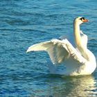 Cygne en méditerranée - Swan in  Mittelmeer