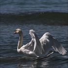 Cygne en mer 