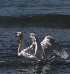 Cygne en mer 