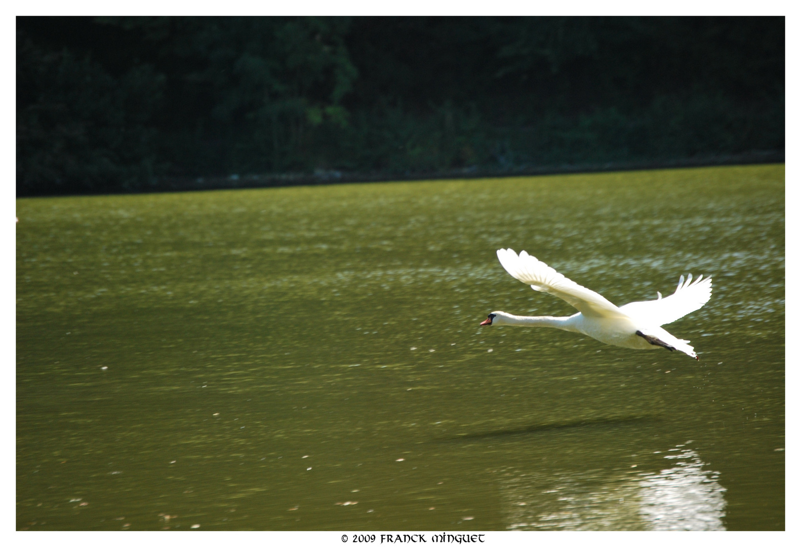 cygne en plien vol