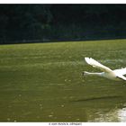 cygne en plien vol