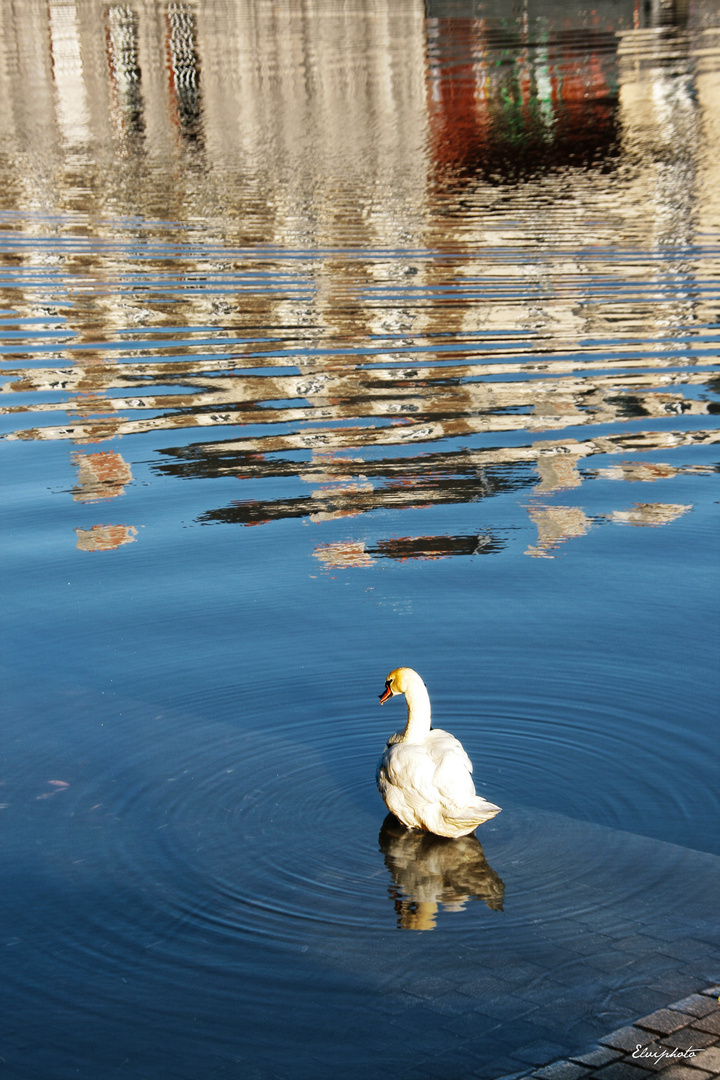 Cygne en ville 