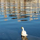 Cygne en ville 