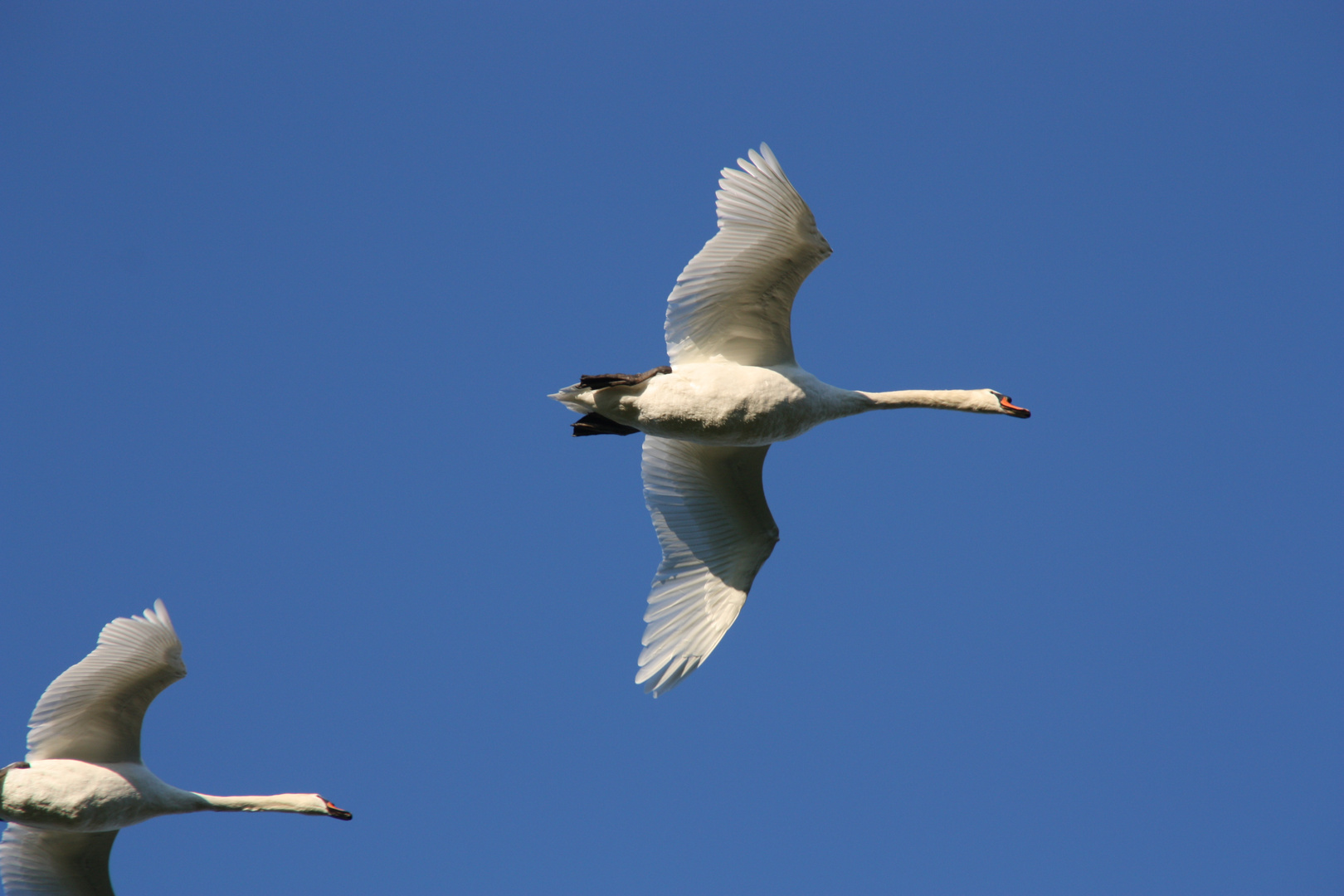 Cygne en vol