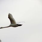 Cygne en vol