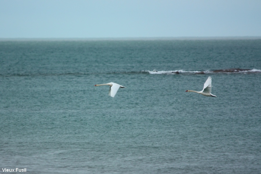 Cygne en vol sur la mer.