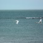 Cygne en vol sur la mer.