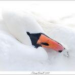 cygne encore