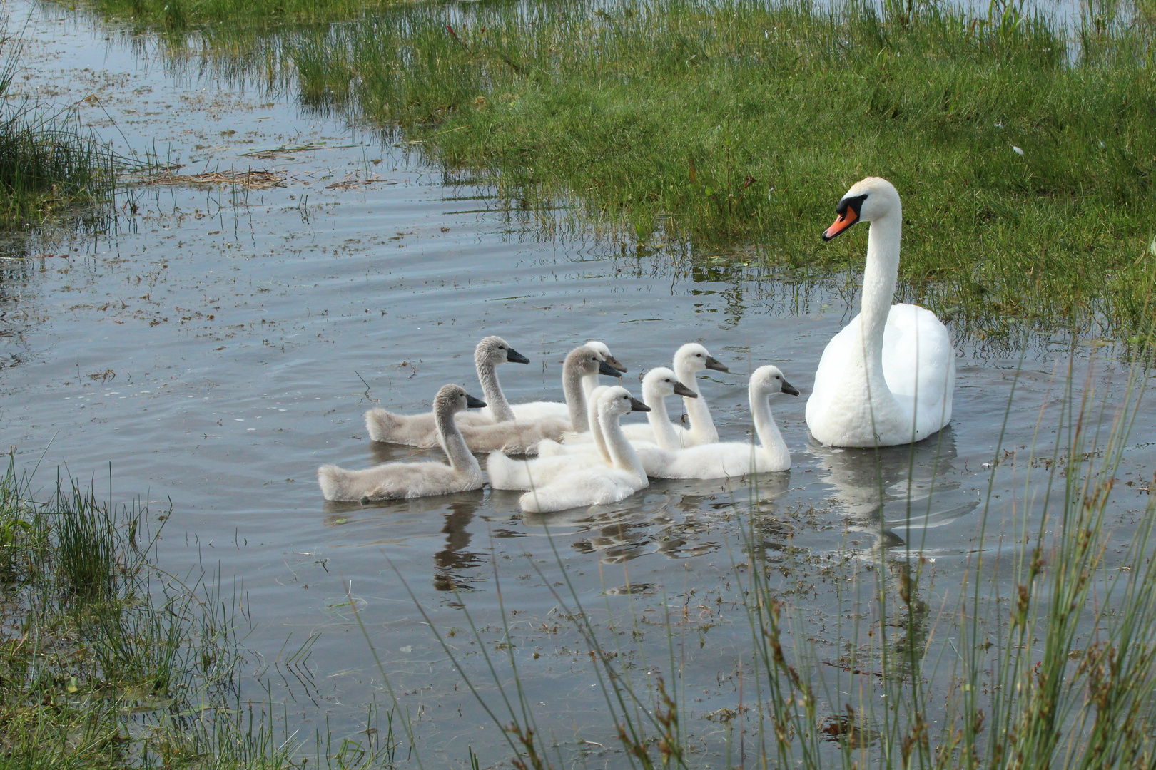 Cygne et cygneaux