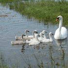 Cygne et cygneaux