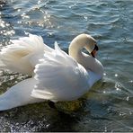 ....Cygne et diamants....