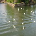 Cygne et ses copains