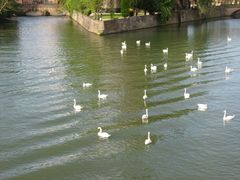 Cygne et ses copains