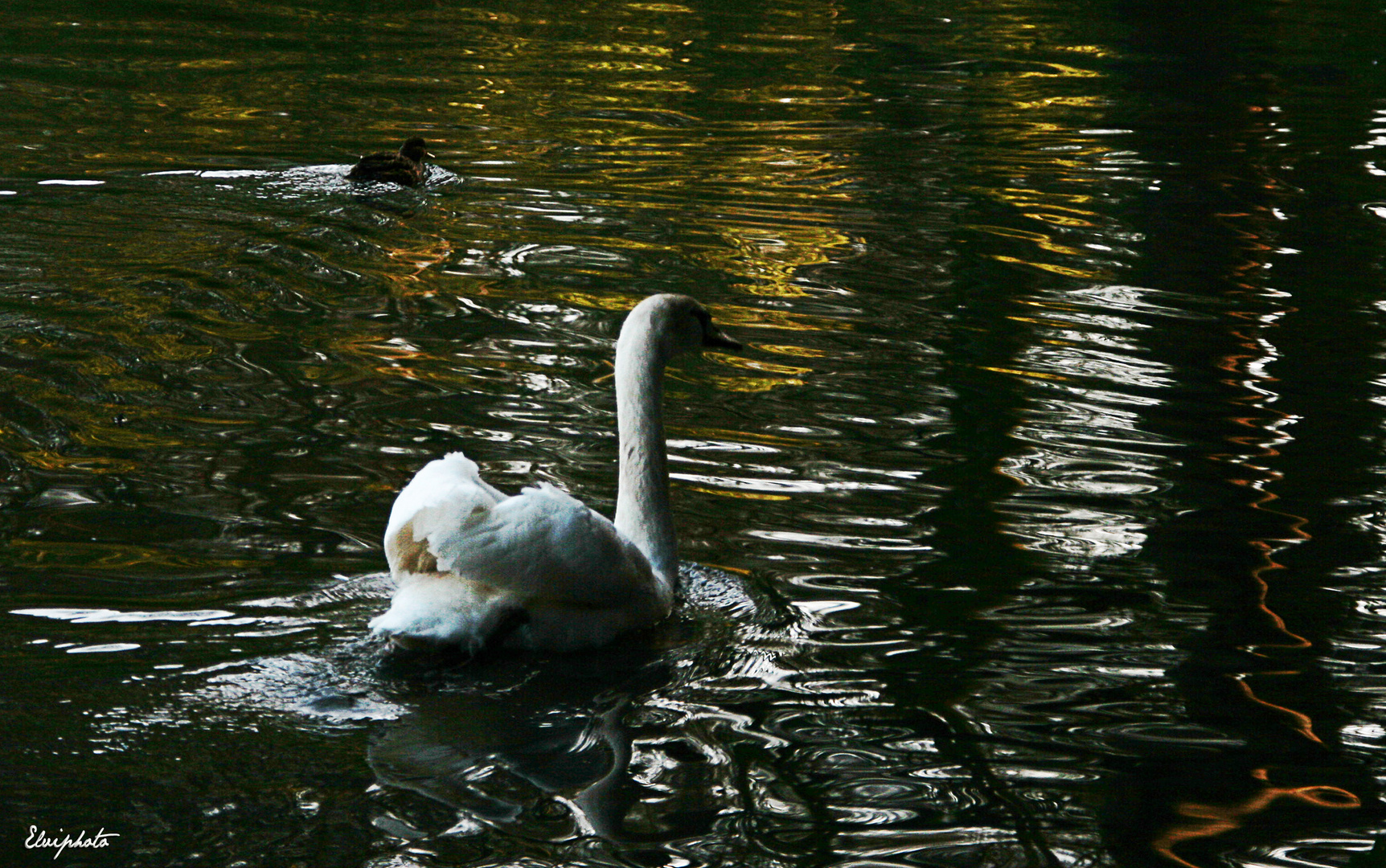 Cygne et signes sur l'eau