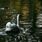 Cygne et signes sur l'eau