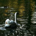 Cygne et signes sur l'eau