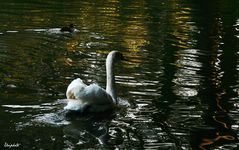 Cygne et signes sur l'eau