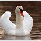 Cygne