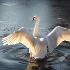 Cygne