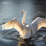 Cygne