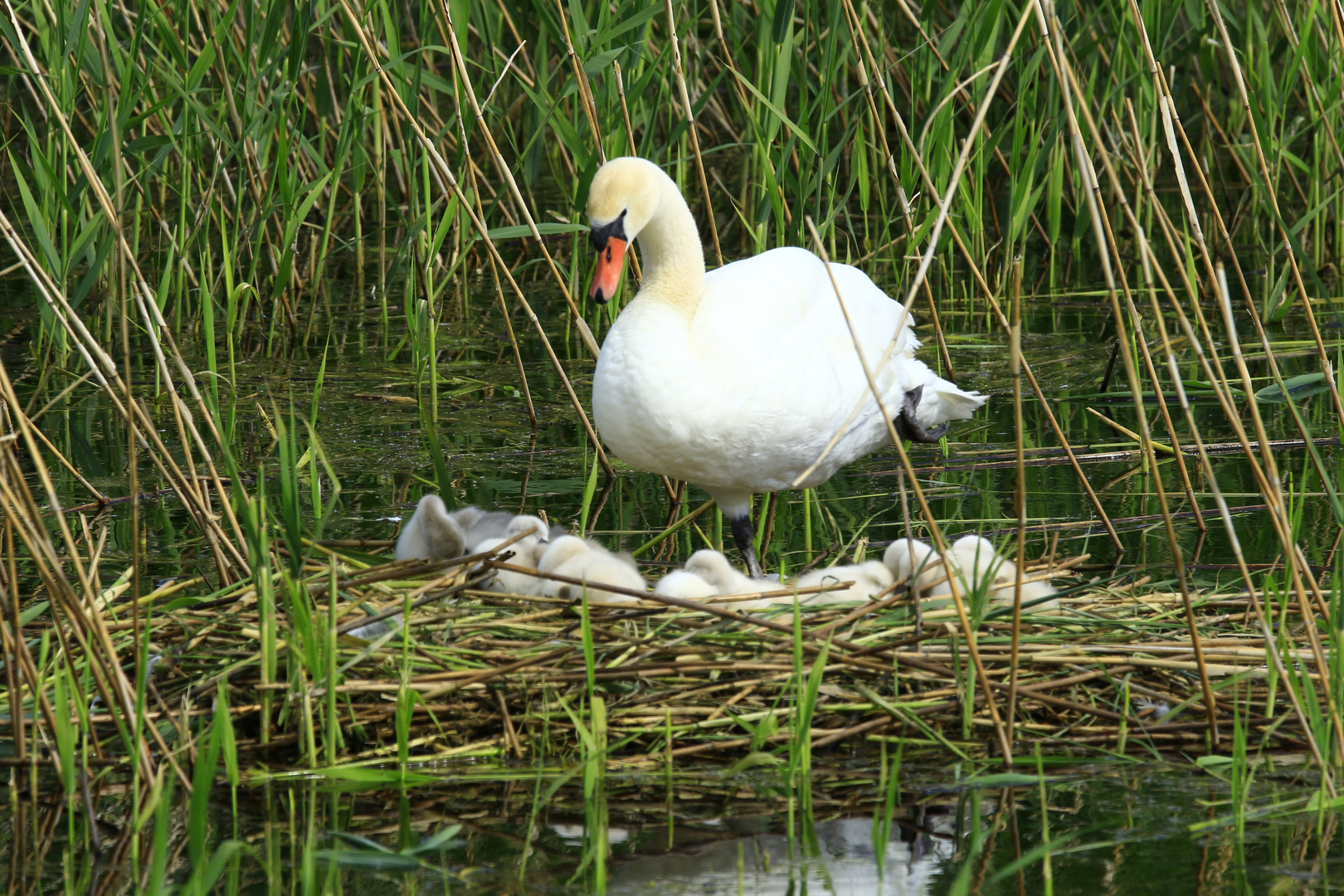 Cygne