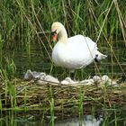 Cygne