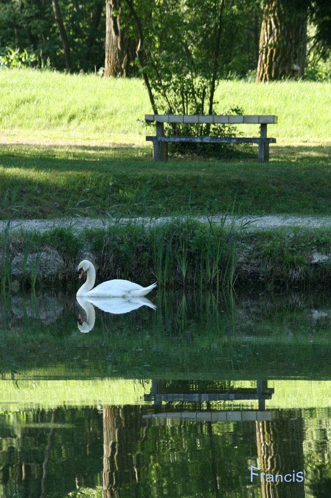 Cygne