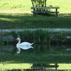 Cygne