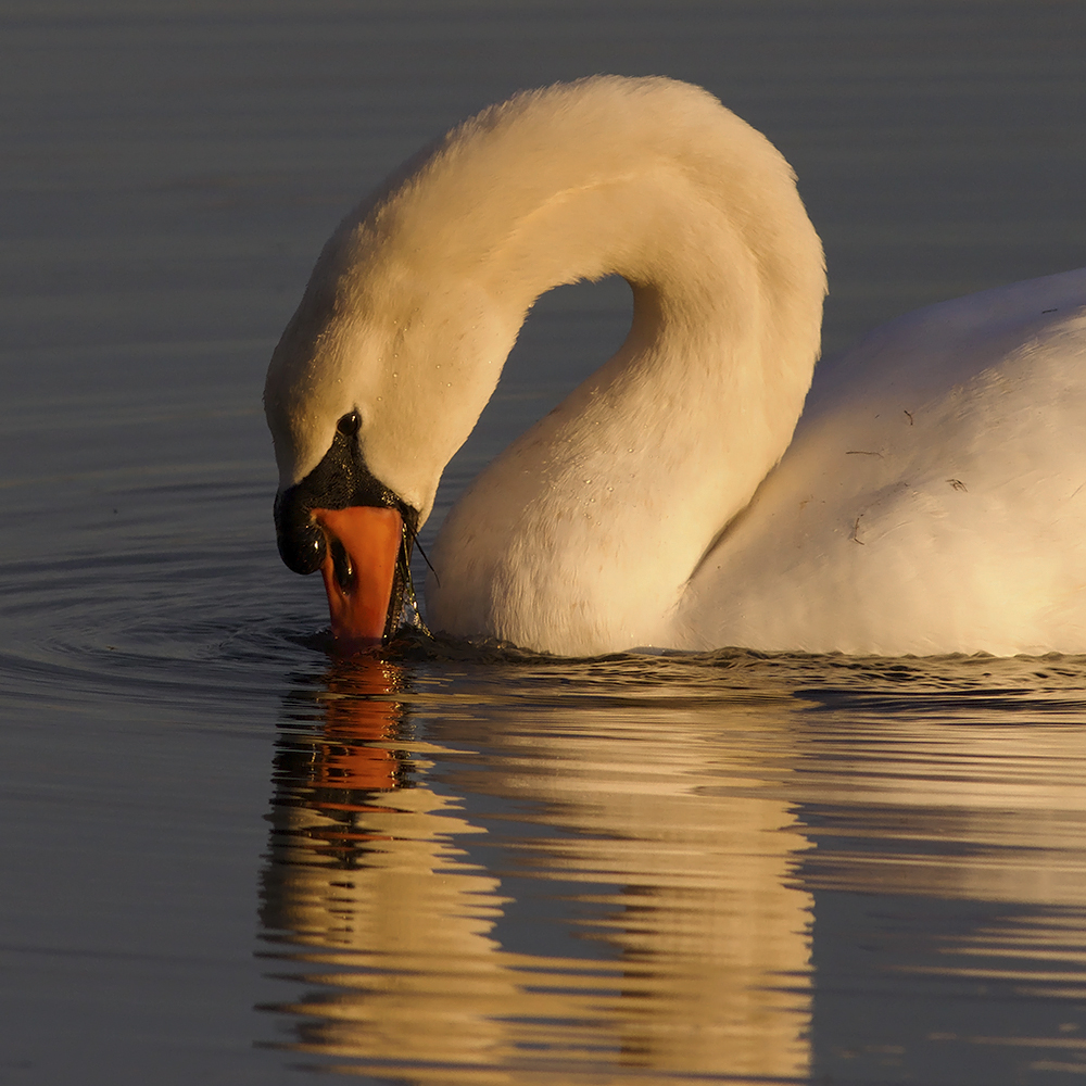 Cygne glamour