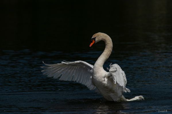 Cygne indicateur