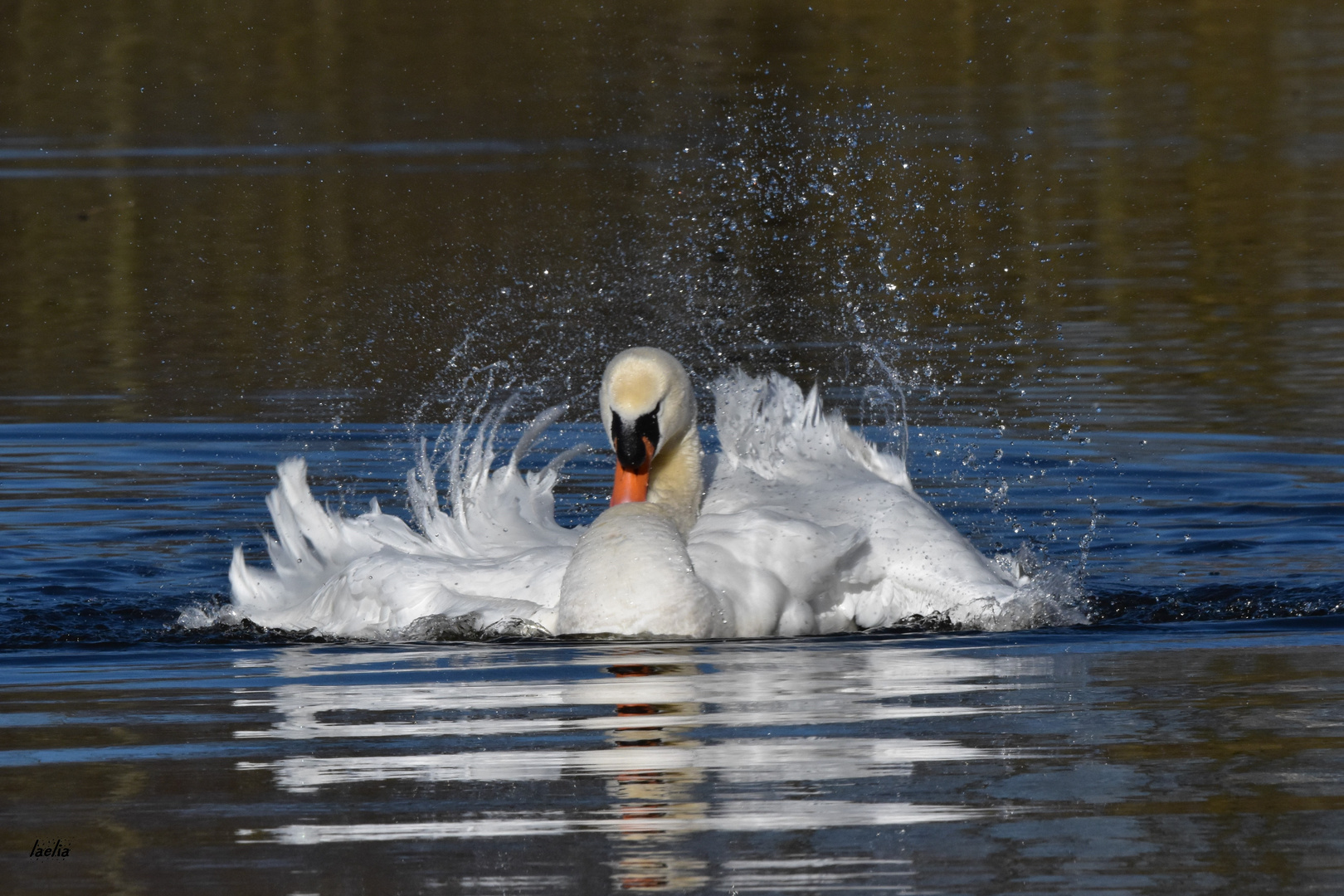 Cygne mal grace beautee et force