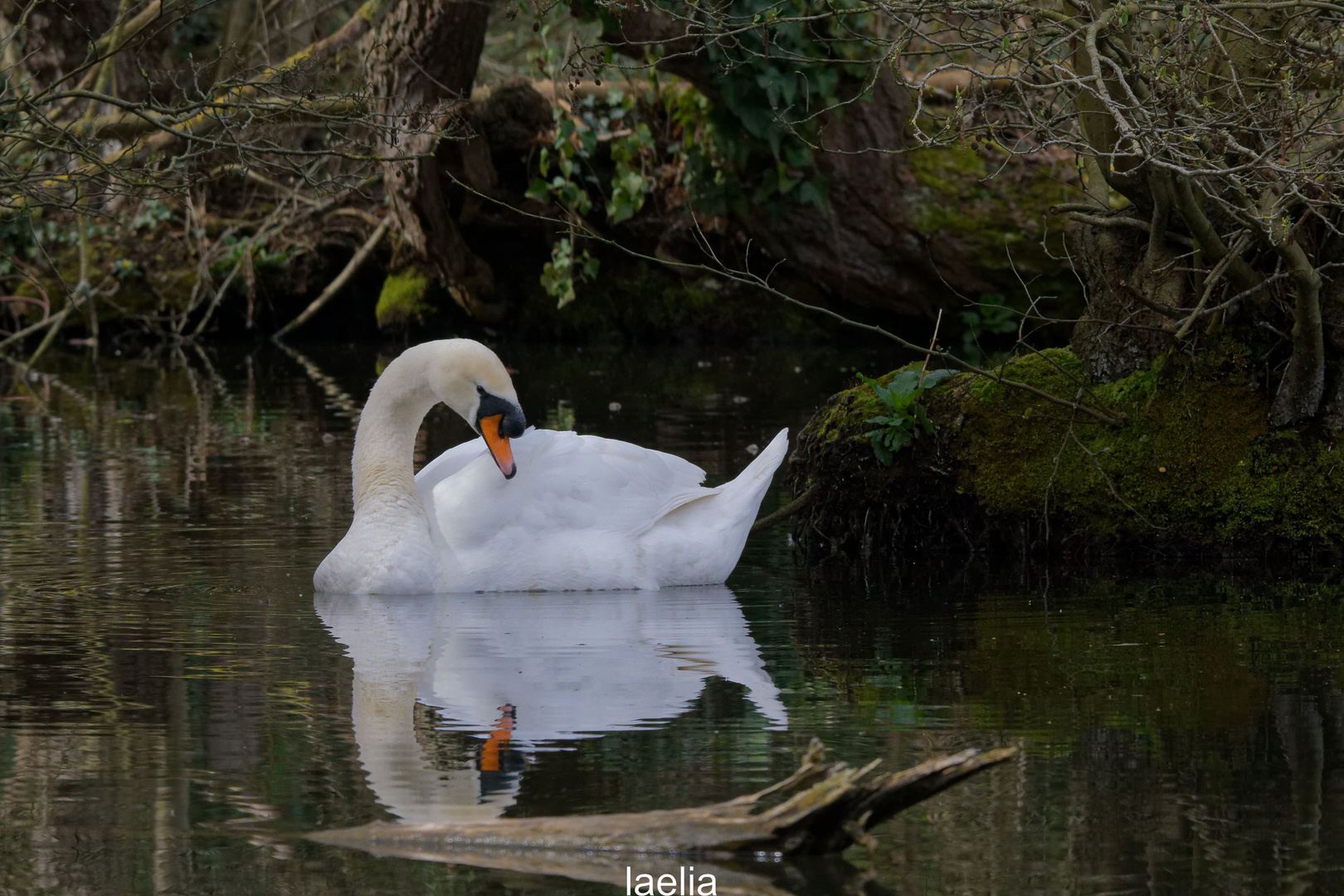 CYGNE male mon ami