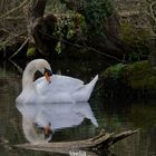 CYGNE male mon ami