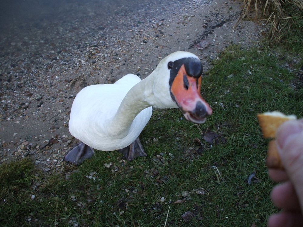 Cygne méfiant