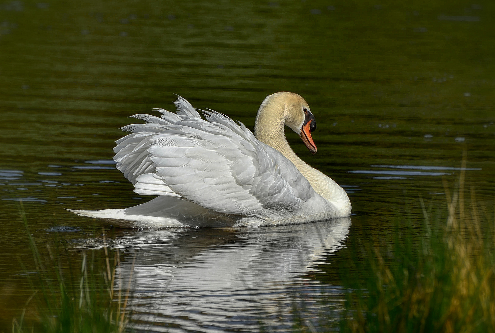 Cygne Mâle 