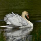 Cygne Mâle 