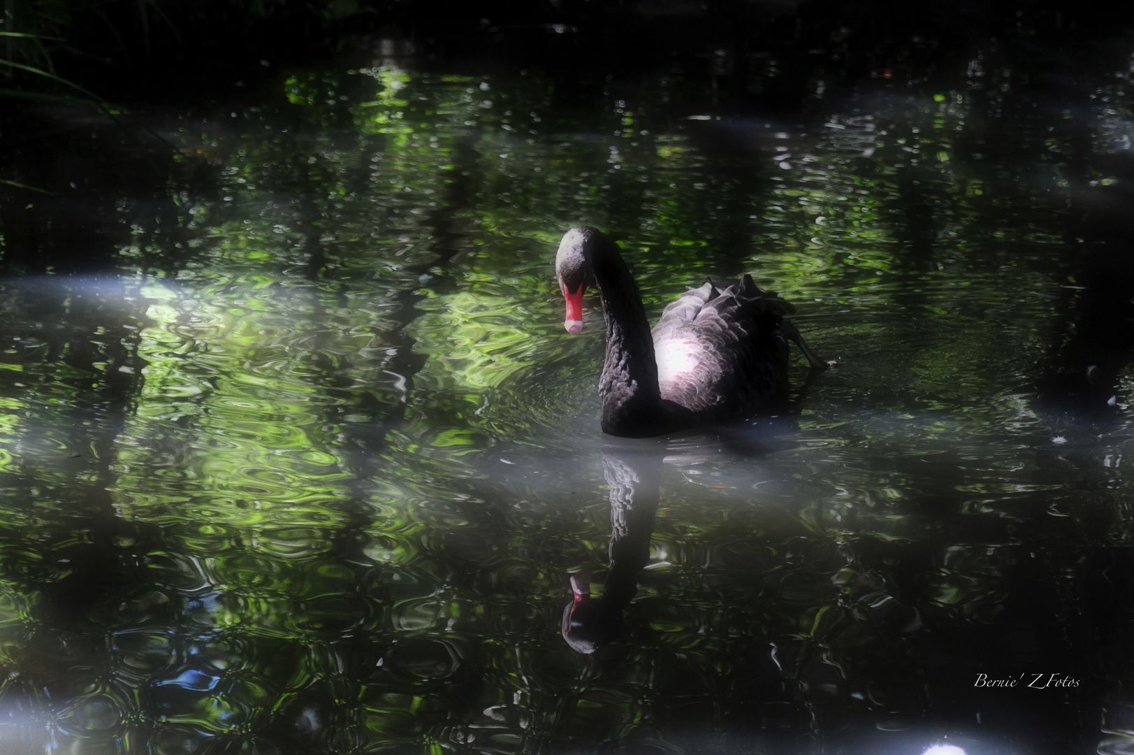 Cygne noir 