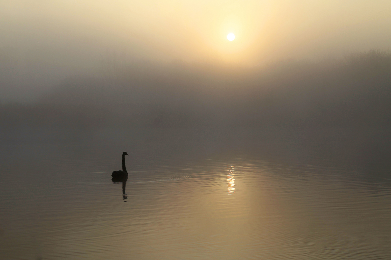 cygne noir