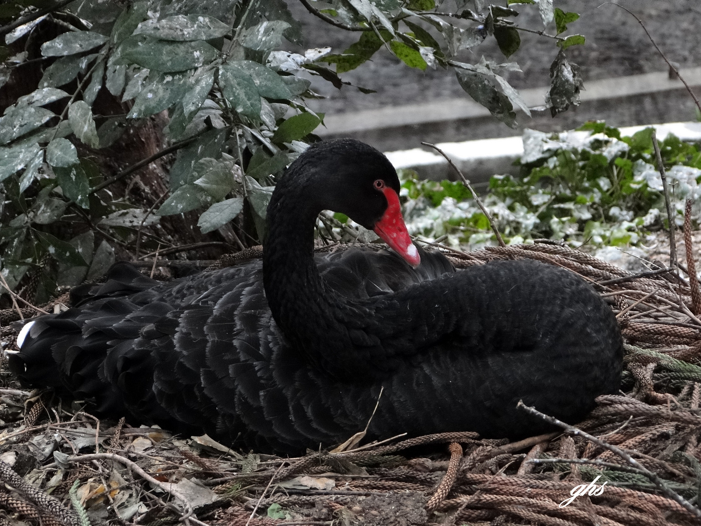 cygne noir