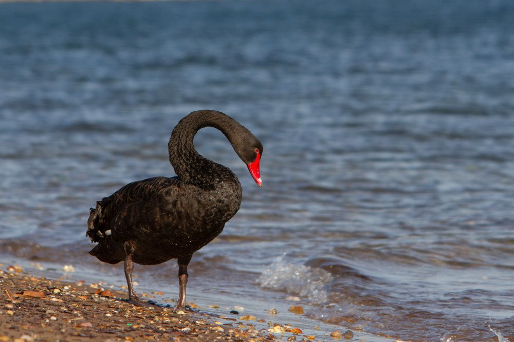 cygne noir