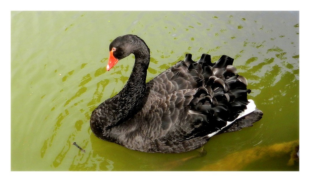 cygne noir