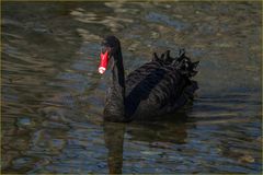 Cygne noir