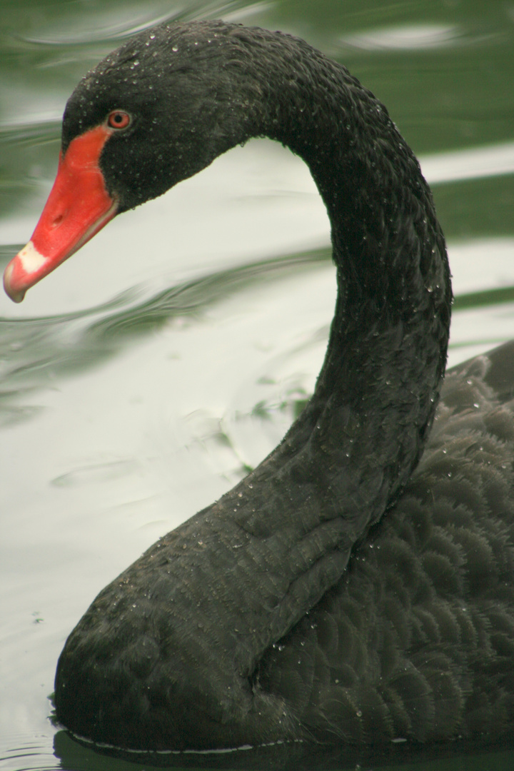 Cygne noir