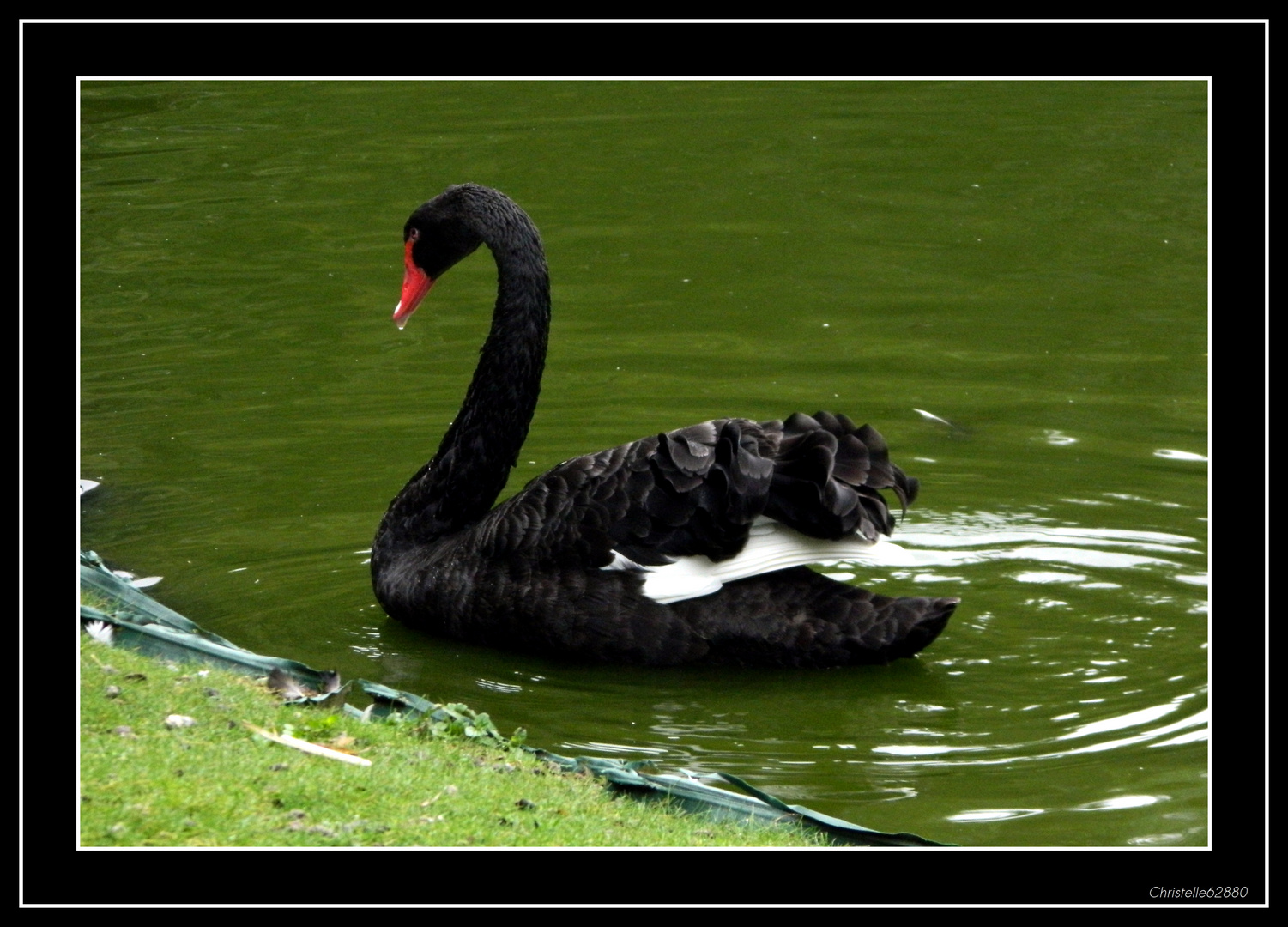 cygne noir